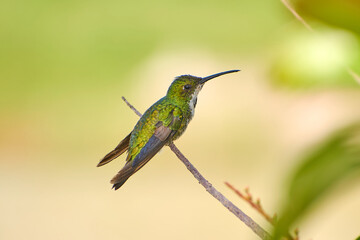Fototapeta premium Beija-flor de plumagem verde iridescente pousado em um galho fino, com fundo natural desfocado em tons suaves de verde e amplo espaço para texto. Imagem minimalista de natureza, ideal para uso comerci