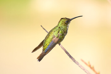 Fototapeta premium Beija-flor verde pousado em galho com espaço para texto e fundo desfocado