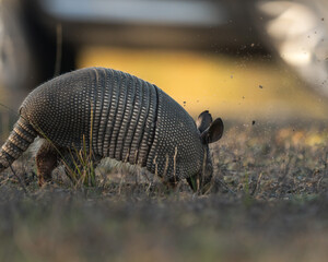 Obraz premium A nine-banded armadillo foraging in grass during natural daylight. The animal’s armor plates and textured tail are clearly visible, with warm light and soft background.