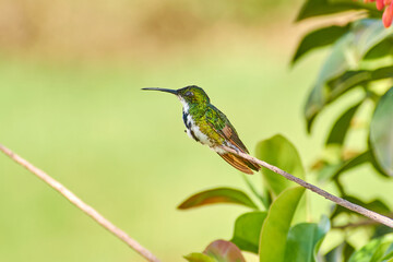 Fototapeta premium Beija-flor verde pousado em galho com espaço para texto e fundo desfocado