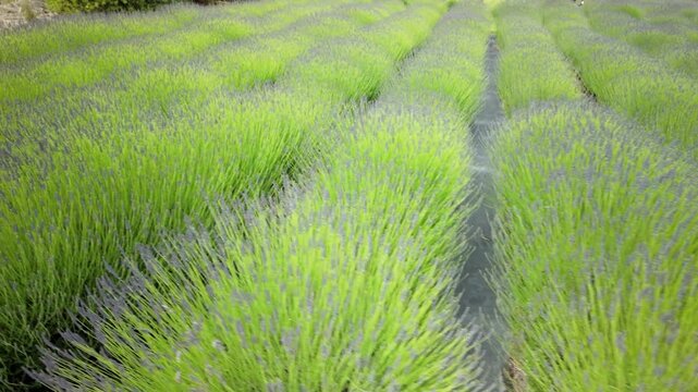 First Person Walk Through Lavender Field Rows