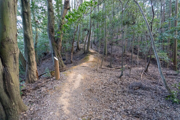 Kyoto Trail and surrounding area scenery