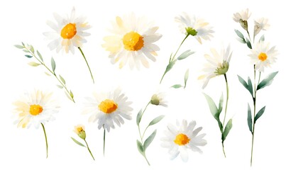 Fototapeta premium Pastel watercolor daisy flower clipart, hand-painted illustration style. White daisy flowers with soft yellow centers as the main subject. Each daisy drawn as an individual standalone element