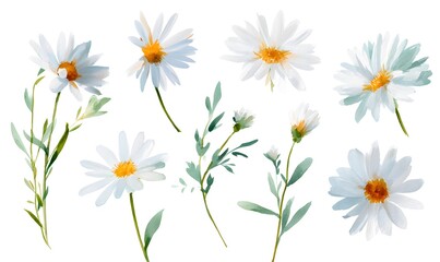 Fototapeta premium Pastel watercolor daisy flower clipart, hand-painted illustration style. White daisy flowers with soft yellow centers as the main subject. Each daisy drawn as an individual standalone element