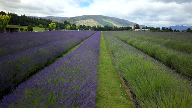 Panning Across Lavender Field From Purple To Green Rows