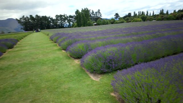 Wide View Of Lavender Farm Rows And Pathways