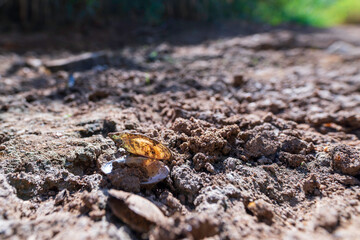 Eine leere Muschelschale in einem ausgetrockneten Flussbett