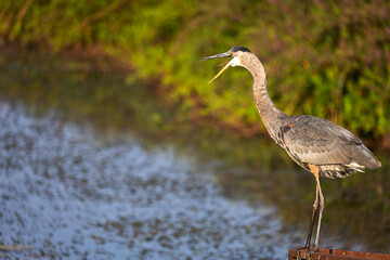 Fototapeta premium The Great Blue Heron is a symbol of grace and patience. Tall and elegant, it waits quietly by the water, moving with calm strength and dignity.
