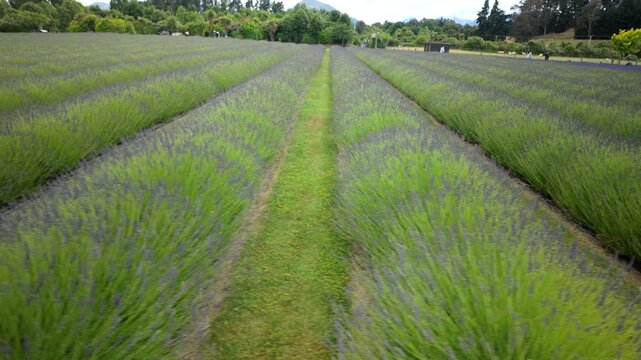 Right To Left Pan Across Lavender Rows