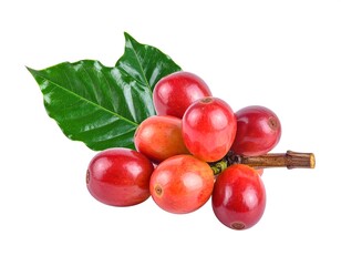 Fresh arabica coffee cherries and leaf isolated on a pristine white background