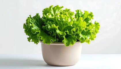 Fresh green leaf lettuce in a pot against a clean white background studio shot
