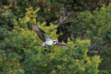 Fototapeta premium Osprey Carrying Fish in Flight Over Forest