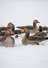 Obraz premium Greylag geese congregation amidst winter's blanket showcasing social cohesion in nature