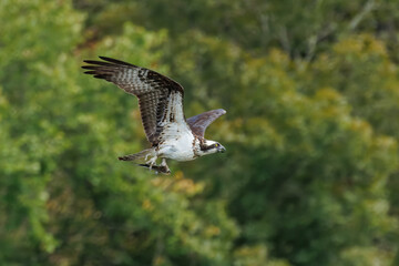 Fototapeta premium Osprey in Angled Flight Carrying Freshly Caught Fish
