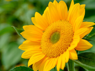 A close-up shot of a yellow sunflower in bloom during the summer