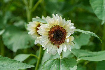 Obraz premium A close-up shot of a white sunflower in bloom during the summer
