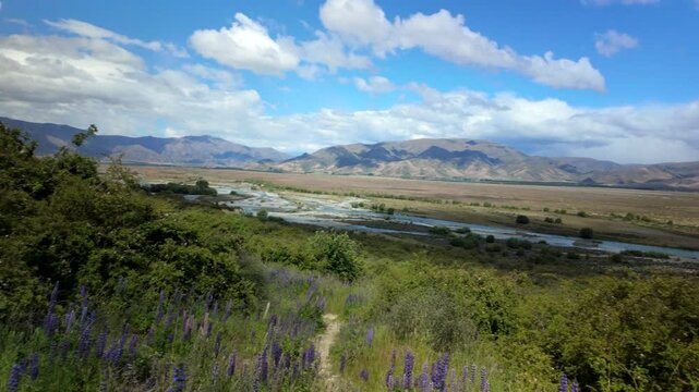 Lupin flowers along hiking trail above braided river valley
