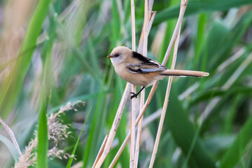 Female Panurus biarmicus in Longfeng Wetland, Daqing City, Heilongjiang Province, China