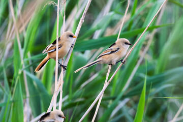 Female Panurus biarmicus in Longfeng Wetland, Daqing City, Heilongjiang Province, China