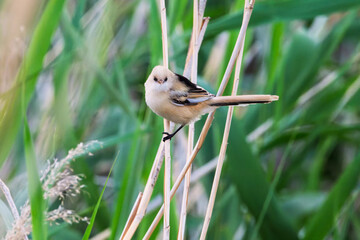 Female Panurus biarmicus in Longfeng Wetland, Daqing City, Heilongjiang Province, China