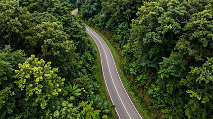 Fototapeta premium Winding road through dense tropical forest