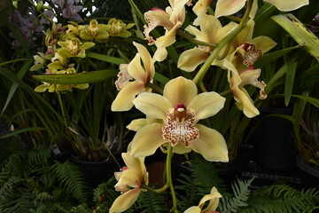 Beautiful flowers in Botanical Garden, Hobart, Tasmania.