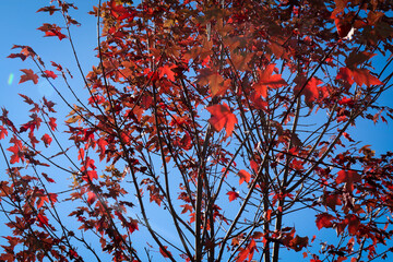 Autumn leaves and rich fall colors across Quebec landscapes, highlighting seasonal beauty and nature.