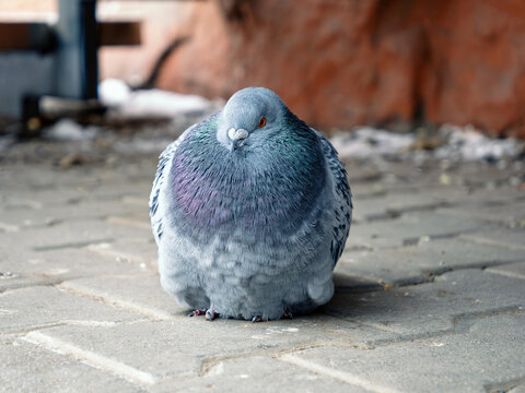 Alone city pigeon perching on the sidewalk