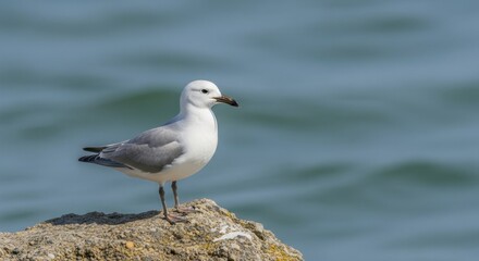 Solitary seagull perched on a textured rock with the blurred ocean backdrop creates a serene