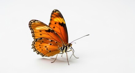 Obraz premium Striking portrait of a majestic orange butterfly isolated on a clean white backdrop