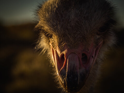 ostrich beak - Powered by Adobe