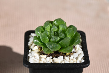 water drops on the fresh green Haworthia cooperi in sunny afternoon