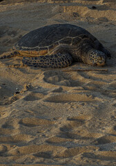 Obraz premium Sea Turtle on sand