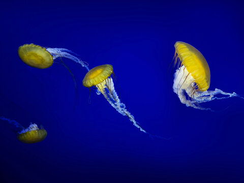 Jellyfish in Seawater