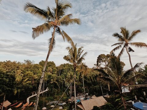 Natural beauty with a view of coconut trees