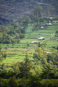 The beauty of green rice fields from a hill