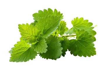 Vibrant Green Bunch of Ruffled Leaves, isolated on transparent background