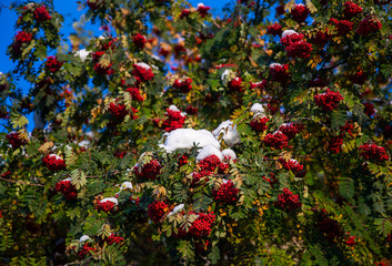 Snow covers part of a tree branch with bright red rowanberries. The setting is sunny, showing a clear blue sky and vibrant leaves on the tree.