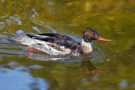 A red-breasted merganser (Mergus serrator) in Tarpon Springs, Florida