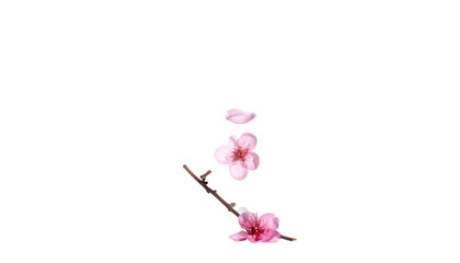 Delicate pink blossoms with petals falling against a stark black backdrop