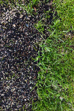 grass seeds on wet soil beside lush green lawn before and after concept