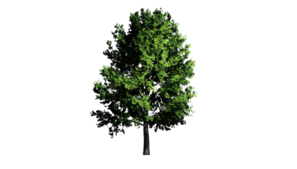 Isolated, vibrant tree with lush green foliage against a pure black backdrop