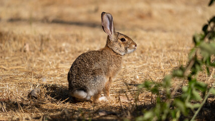 rabbit in the grass
