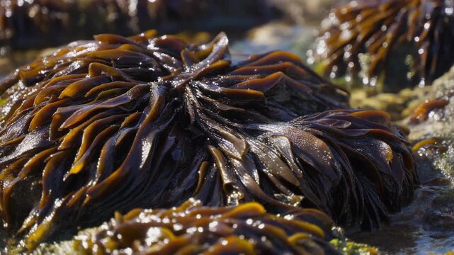 Close-up of brown seaweed thriving in a shallow tide pool at low tide.
