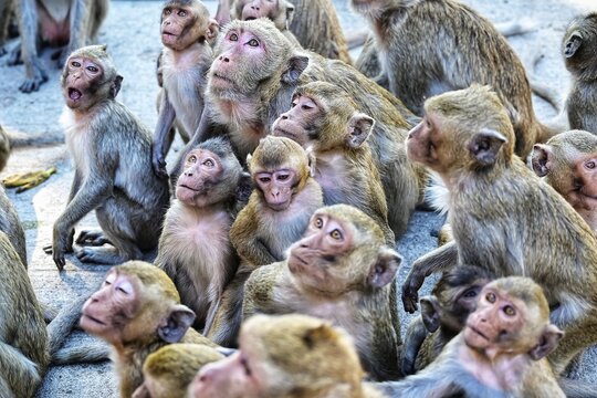 A troop of adorable monkeys are waiting for food at Wat Khao No , Nakhon Sawan ,Thailand