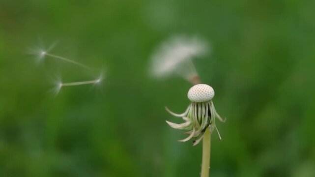 Dandelion seeds dispersing in the wind against a soft green background, symbolizing freedom and new beginnings.