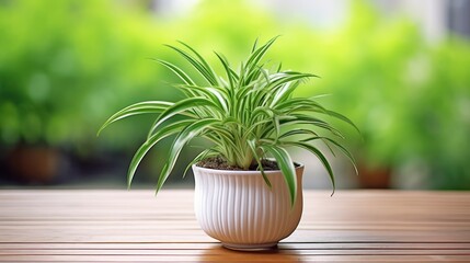 A vibrant spider plant in a white ceramic pot on a wooden table with a lush green background.
