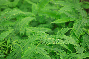 Green fern plants with dew in the tropical forest