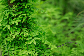 Parasitic vine wrapped around tree trunk in tropical forest