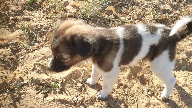 New born puppy playing in winter morning, adorable puppies